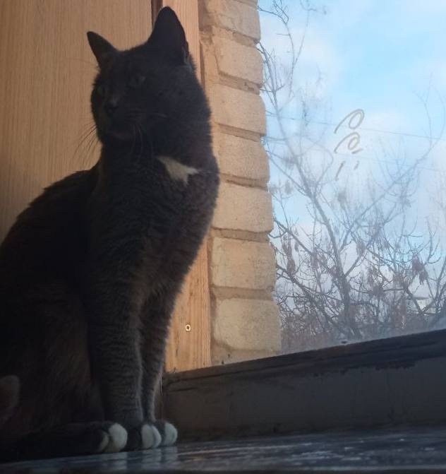 Найдена кошка в Жуковском — фото объявления