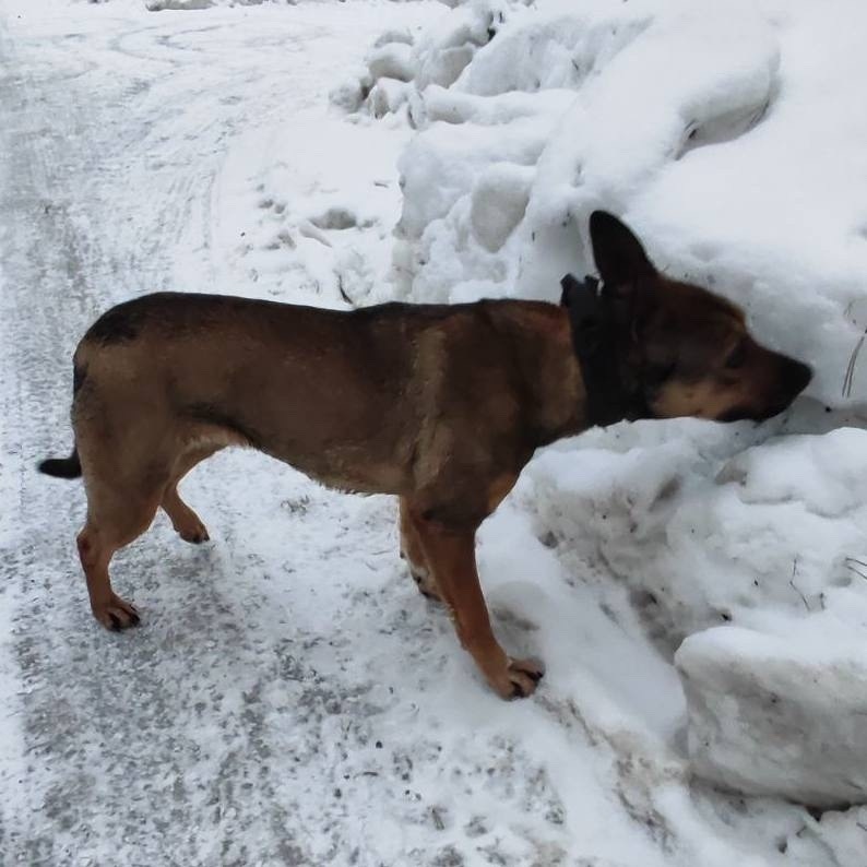 Найдена собака в Жуковском — фото объявления