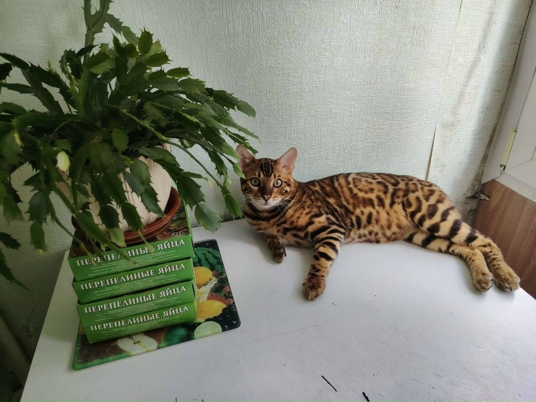 Пропала кошка в Жуковском — фото объявления