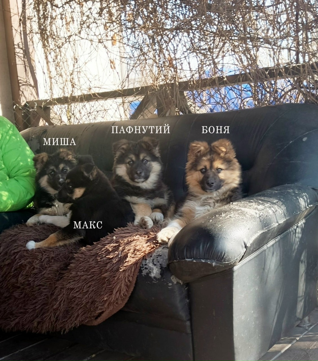 Найдена собака в Жуковском — фото объявления