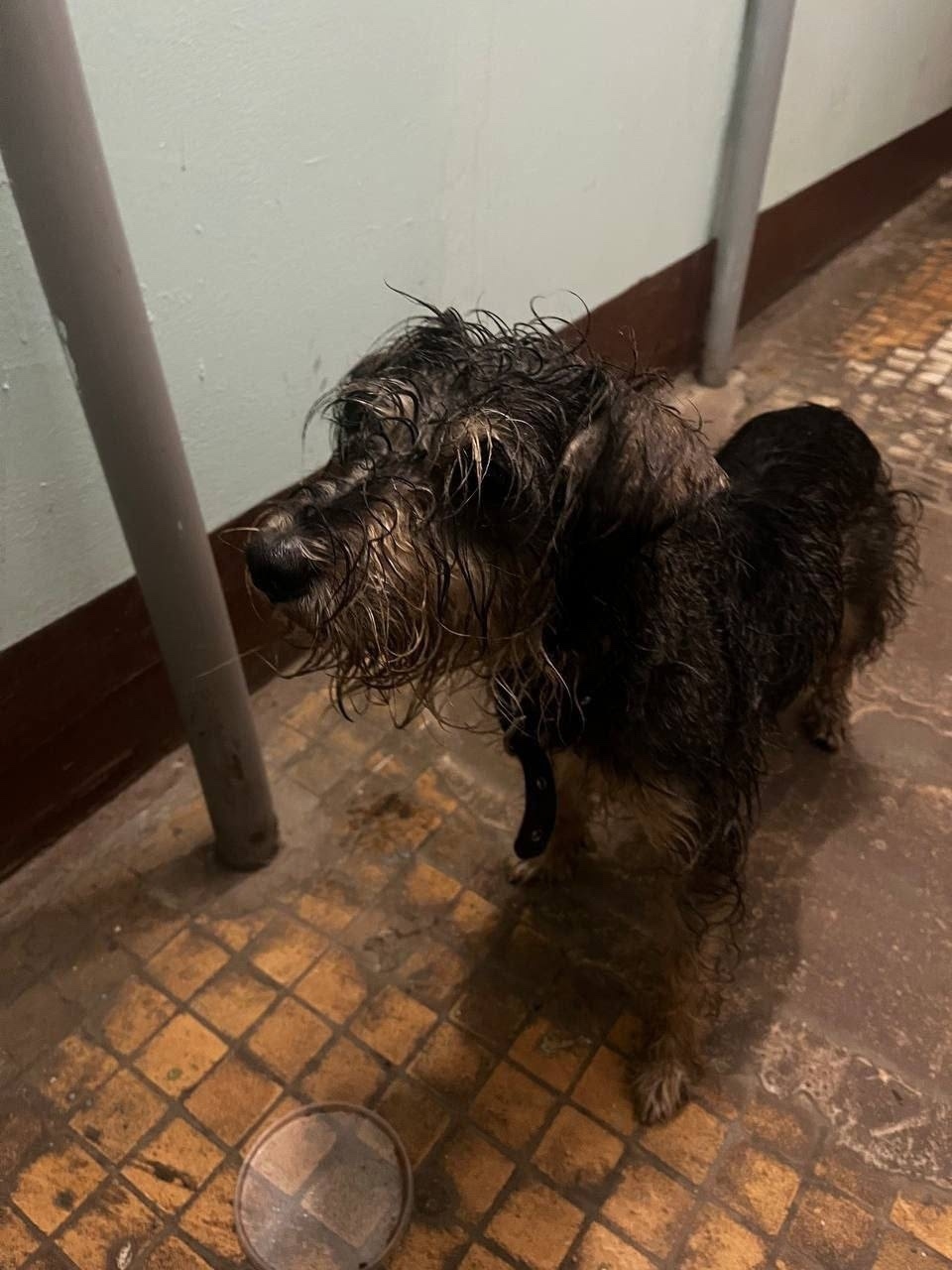 Найдена собака в Жуковском — фото объявления