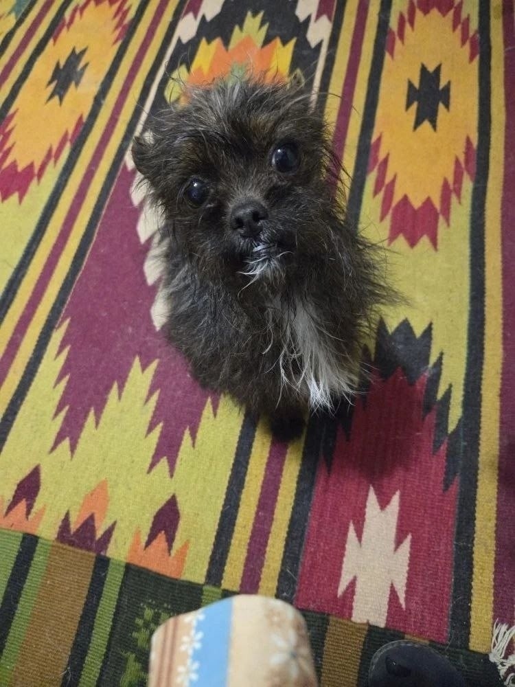 Найдена собака в Жуковском — фото объявления