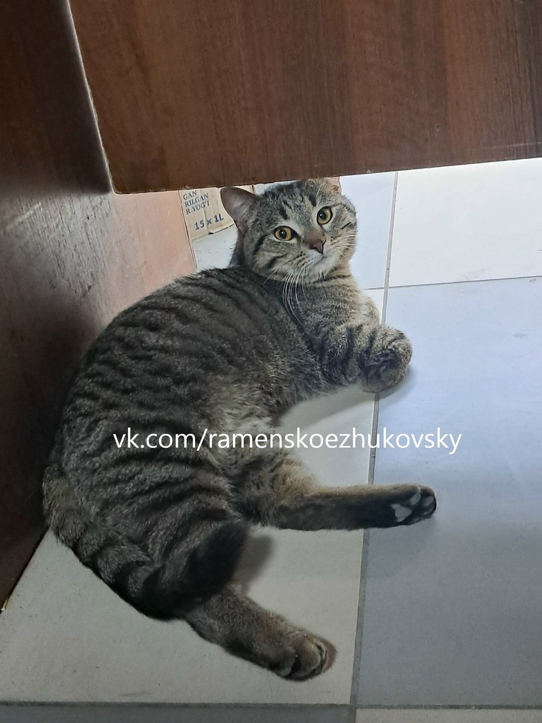 Пропала кошка в Жуковском — фото объявления