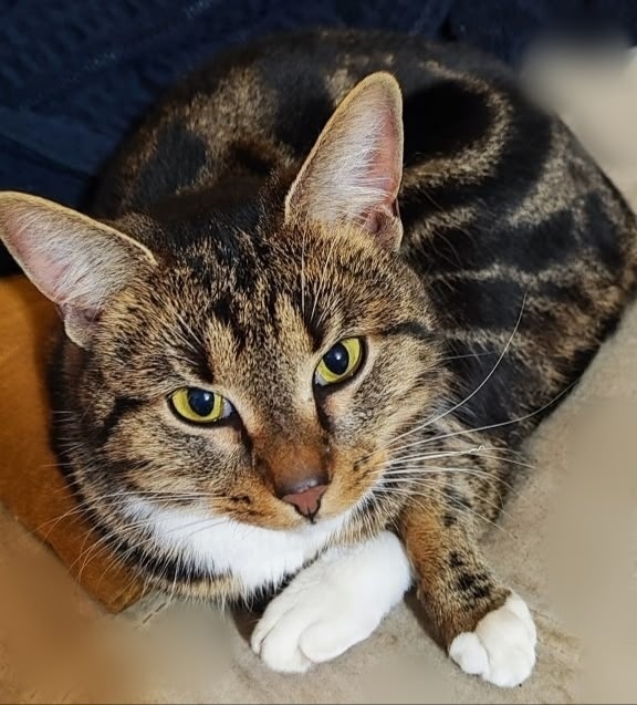 Пропала кошка в Жуковском — фото объявления