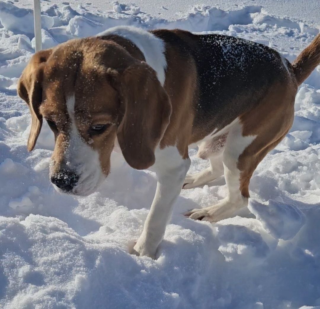 Пропала собака в Жуковском — фото объявления