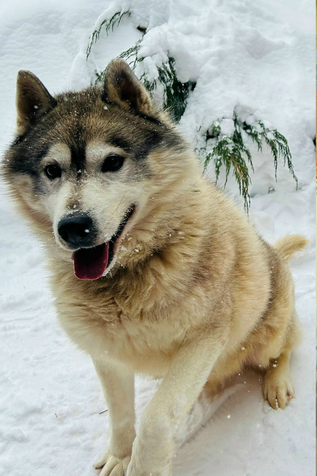 Пропала собака в Жуковском — фото объявления