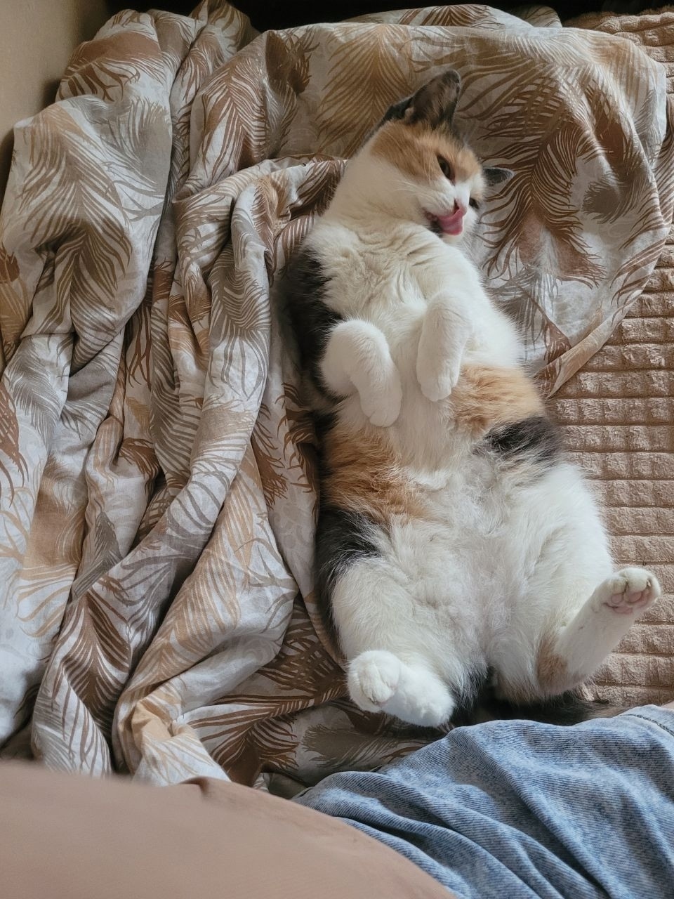 Пропала кошка в Ногинске — фото объявления