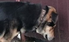 Пропала собака в Ногинске — фото объявления