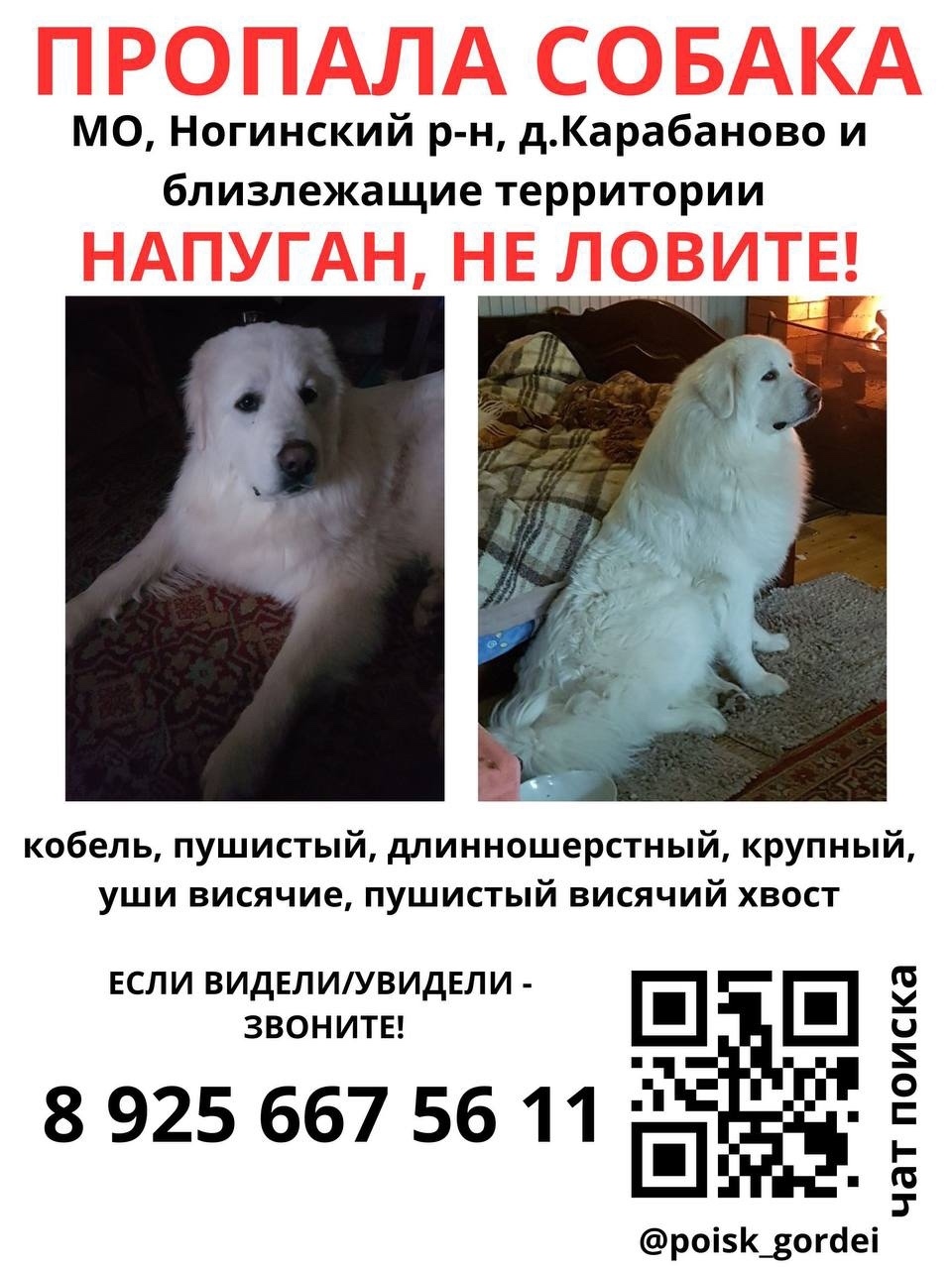 Пропала собака в Ногинске — фото объявления