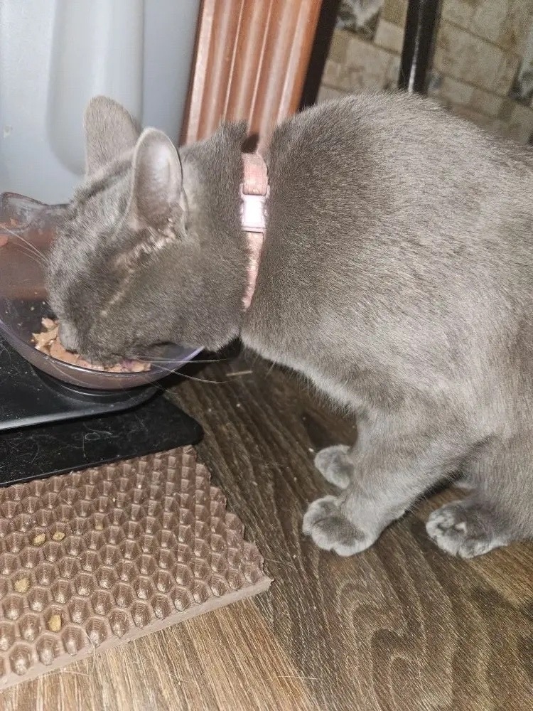 Найдена кошка в Ногинске — фото объявления