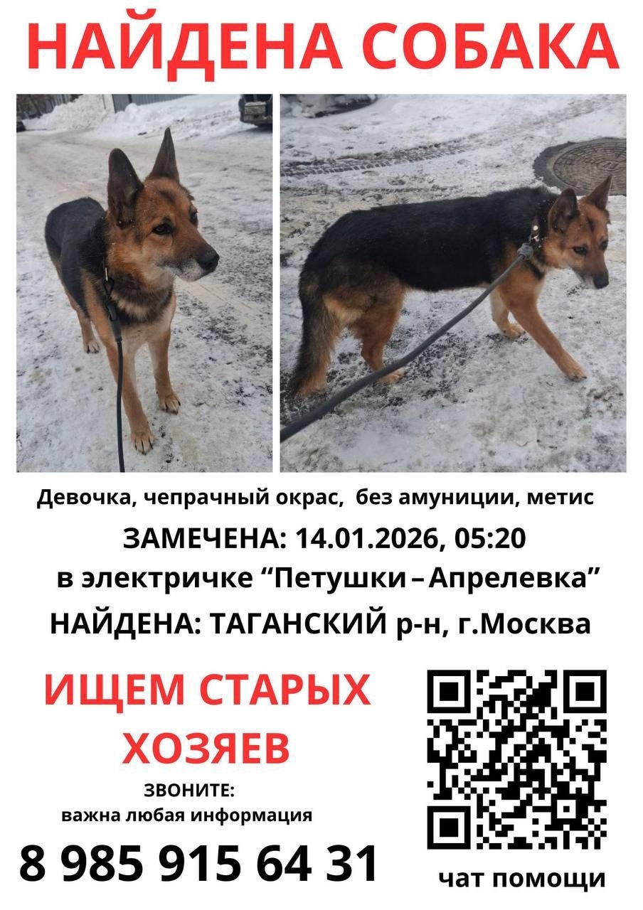 Найдена собака в Ногинске — фото объявления