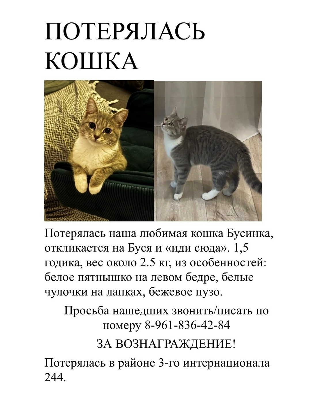 Пропала кошка в Ногинске — фото объявления