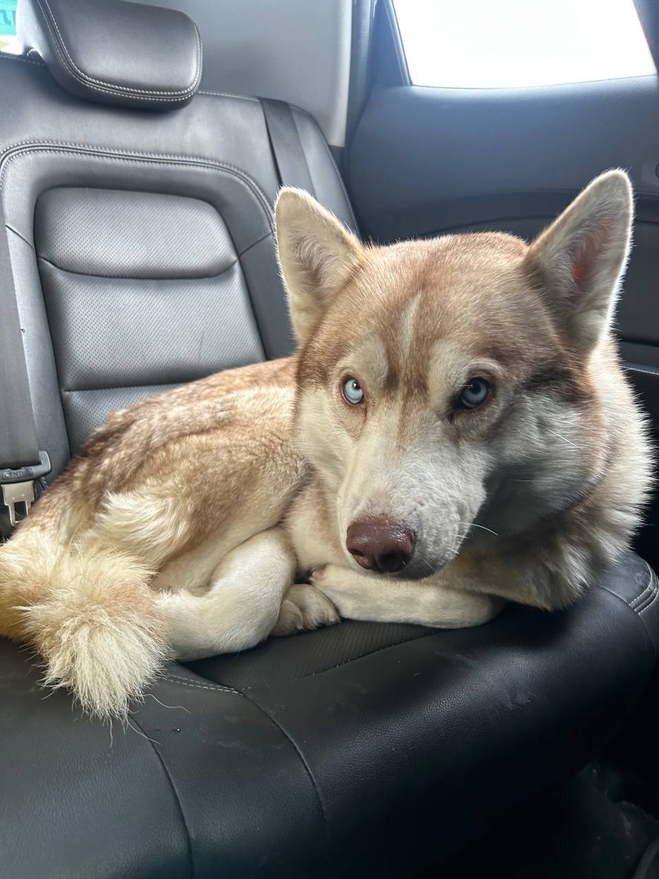 Найдена собака в Ногинске — фото объявления