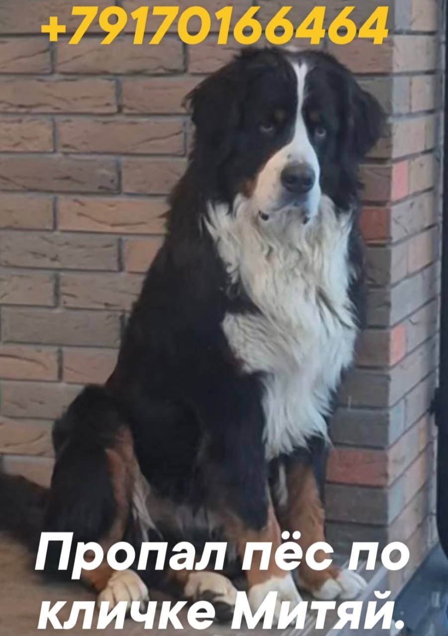 Пропала собака в Ногинске — фото объявления