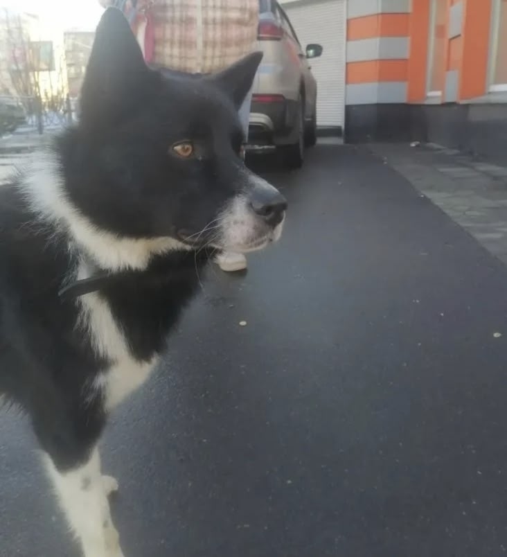 Найдена собака в Ногинске — фото объявления