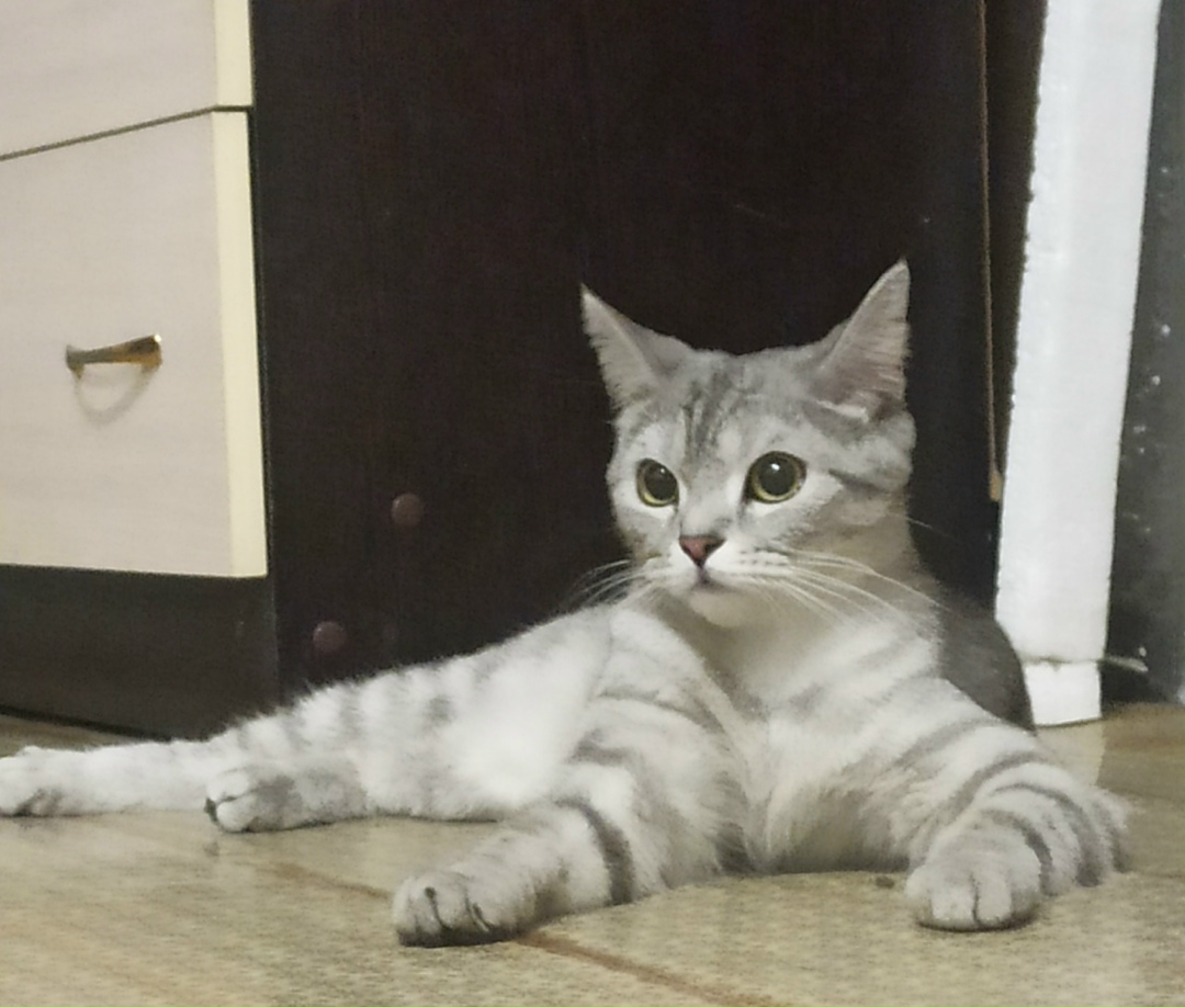 Найдена кошка в Ногинске — фото объявления