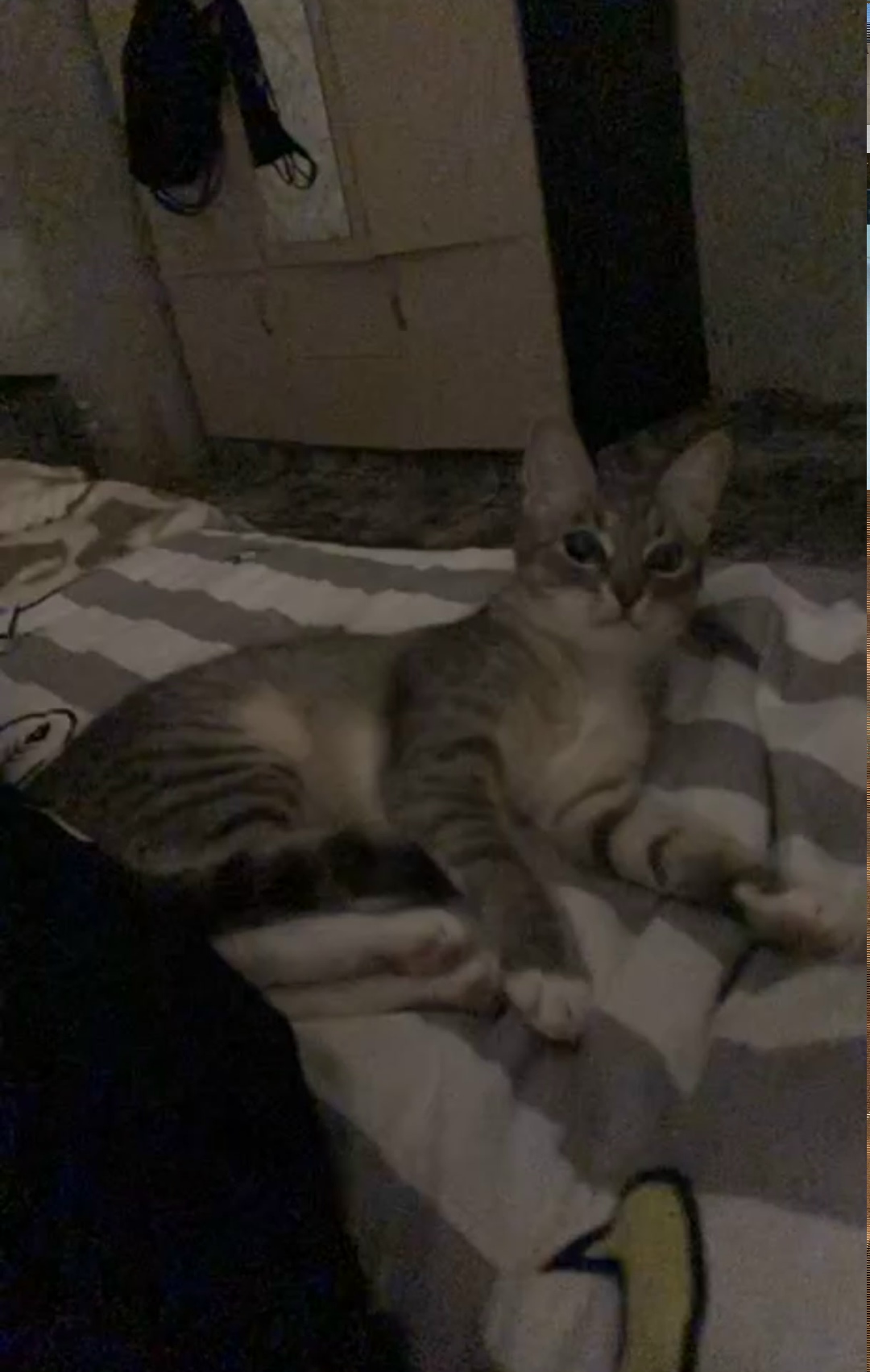 Пропала кошка в Ногинске — фото объявления