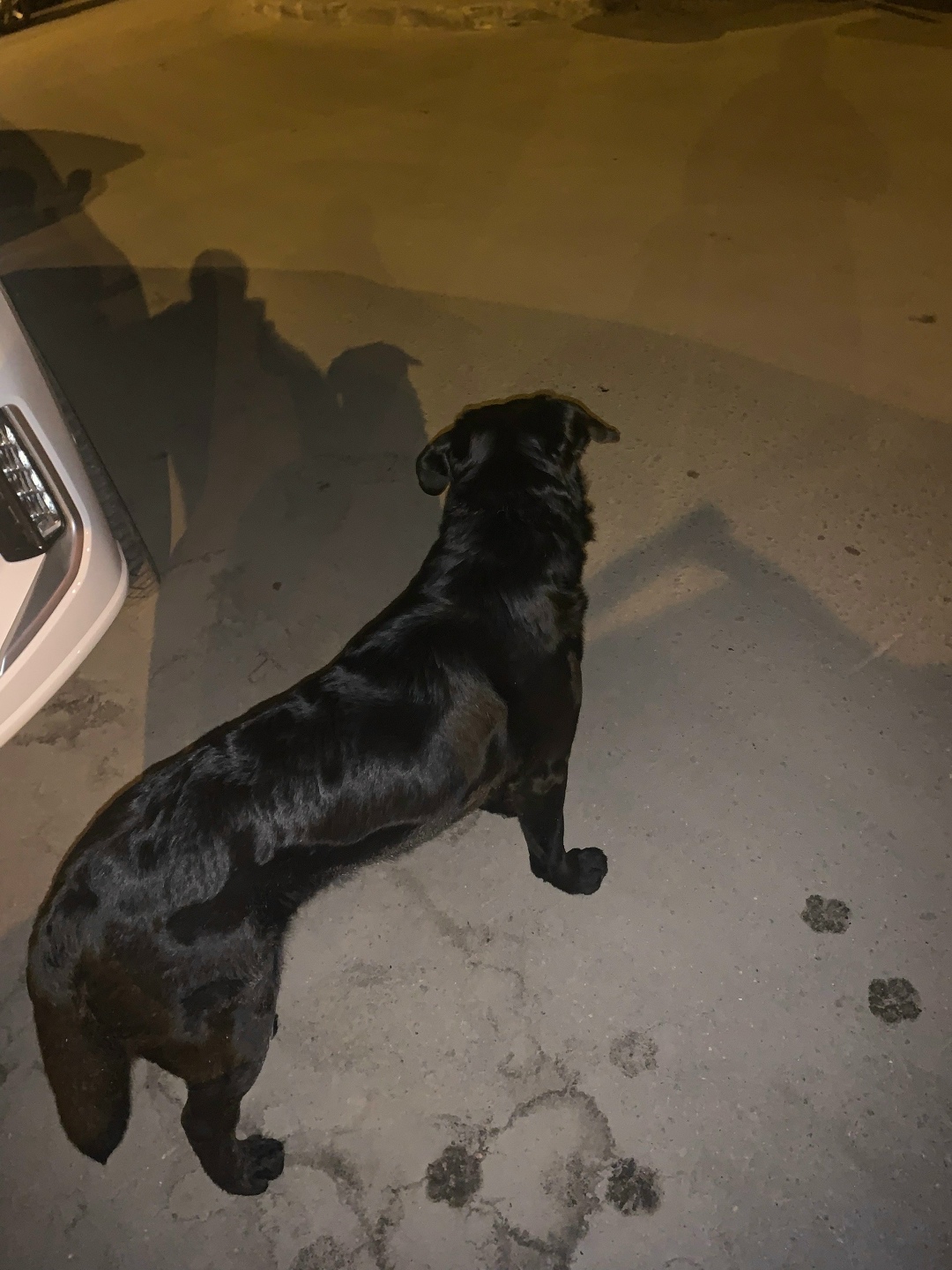 Пропала собака в Ногинске — фото объявления