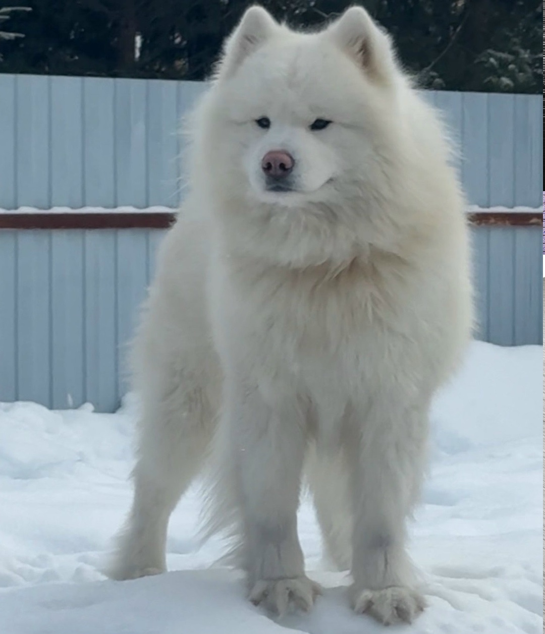 Пропала собака в Ногинске — фото объявления