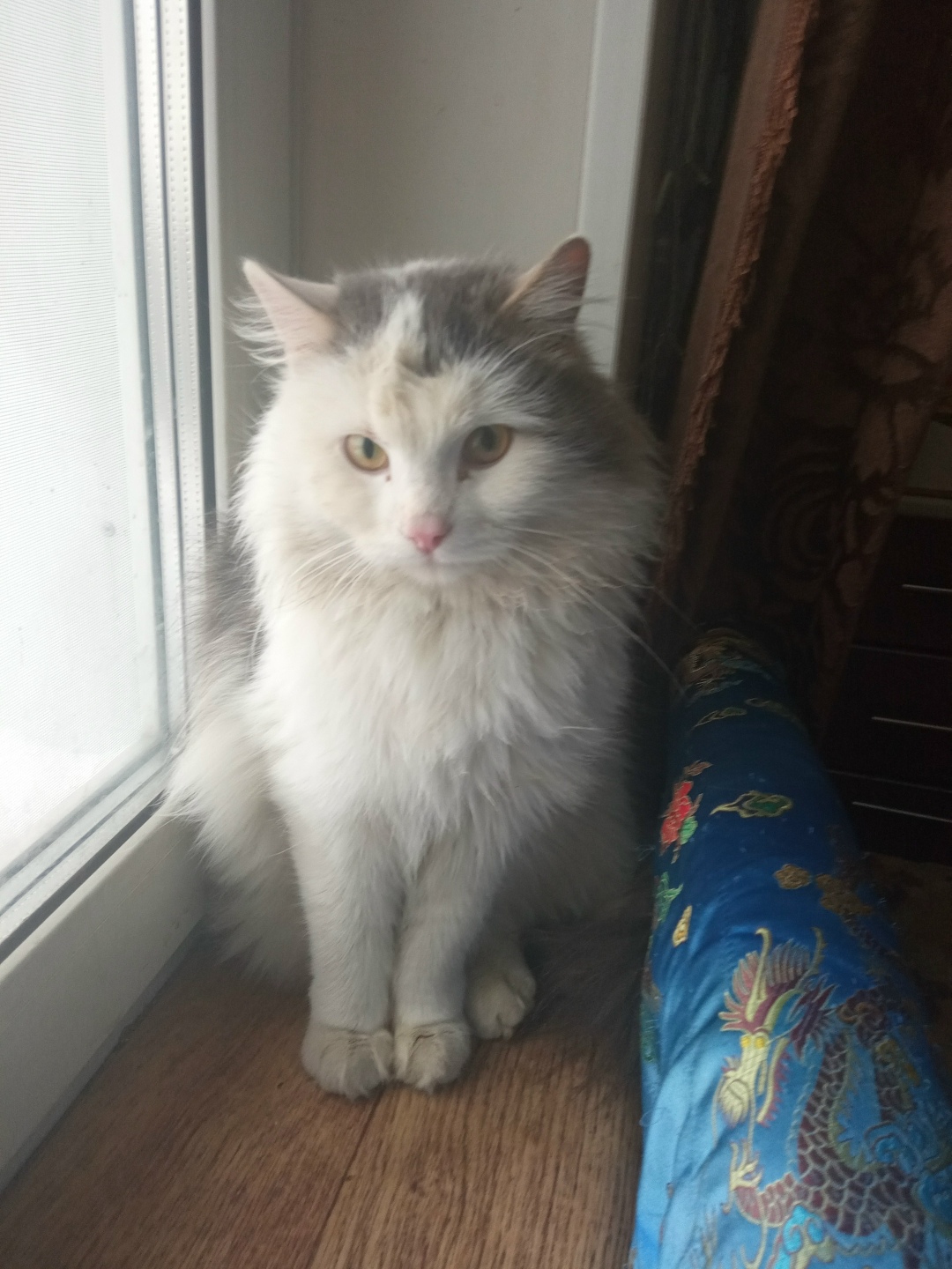 Найдена кошка в Бердске — фото объявления