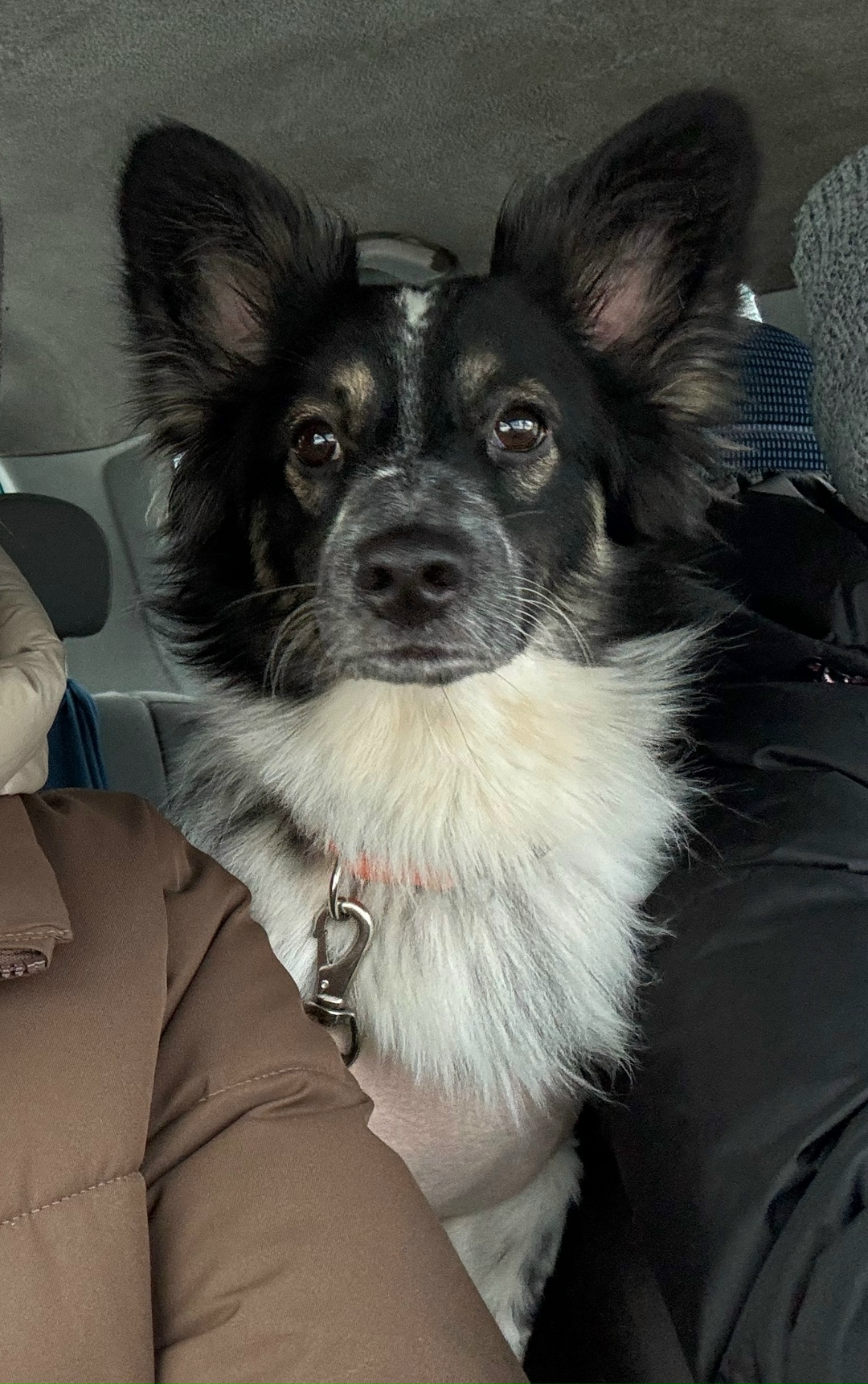 Пропала собака в Бердске — фото объявления