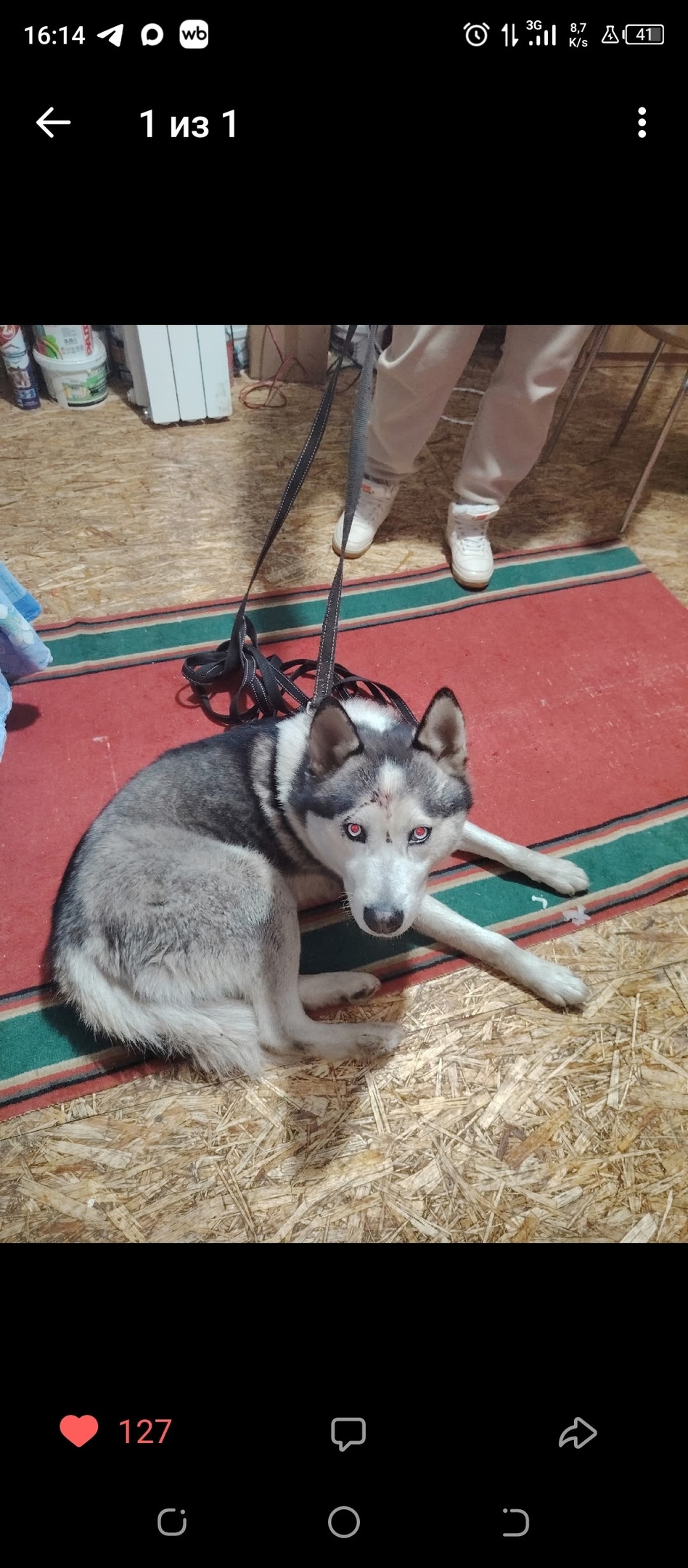 Найдена собака в Бердске — фото объявления