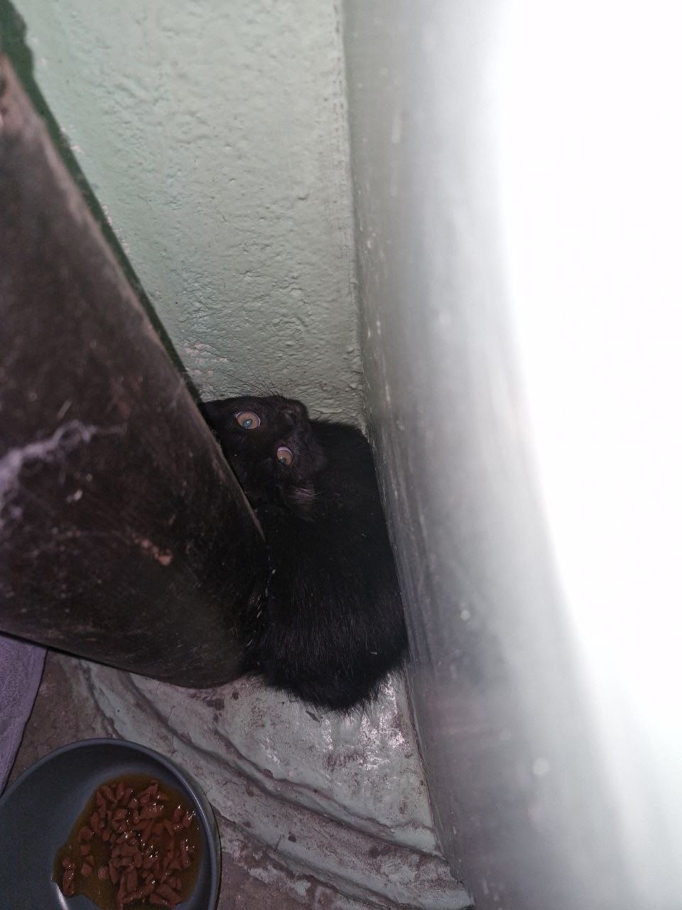 Пропала кошка в Бердске — фото объявления