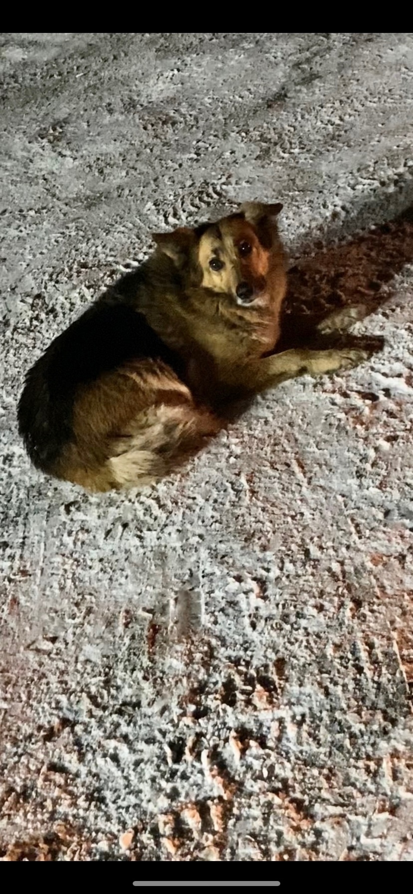 Пропала собака в Бердске — фото объявления