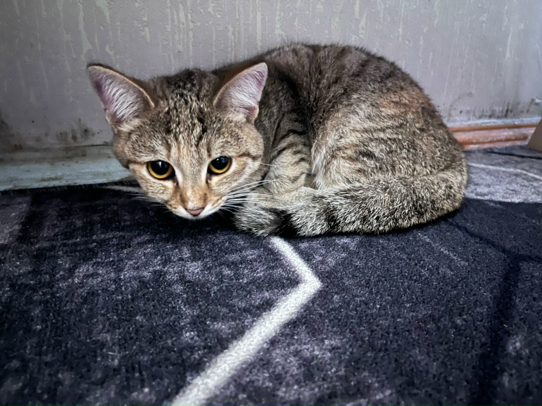 Найдена собака в Бердске — фото объявления