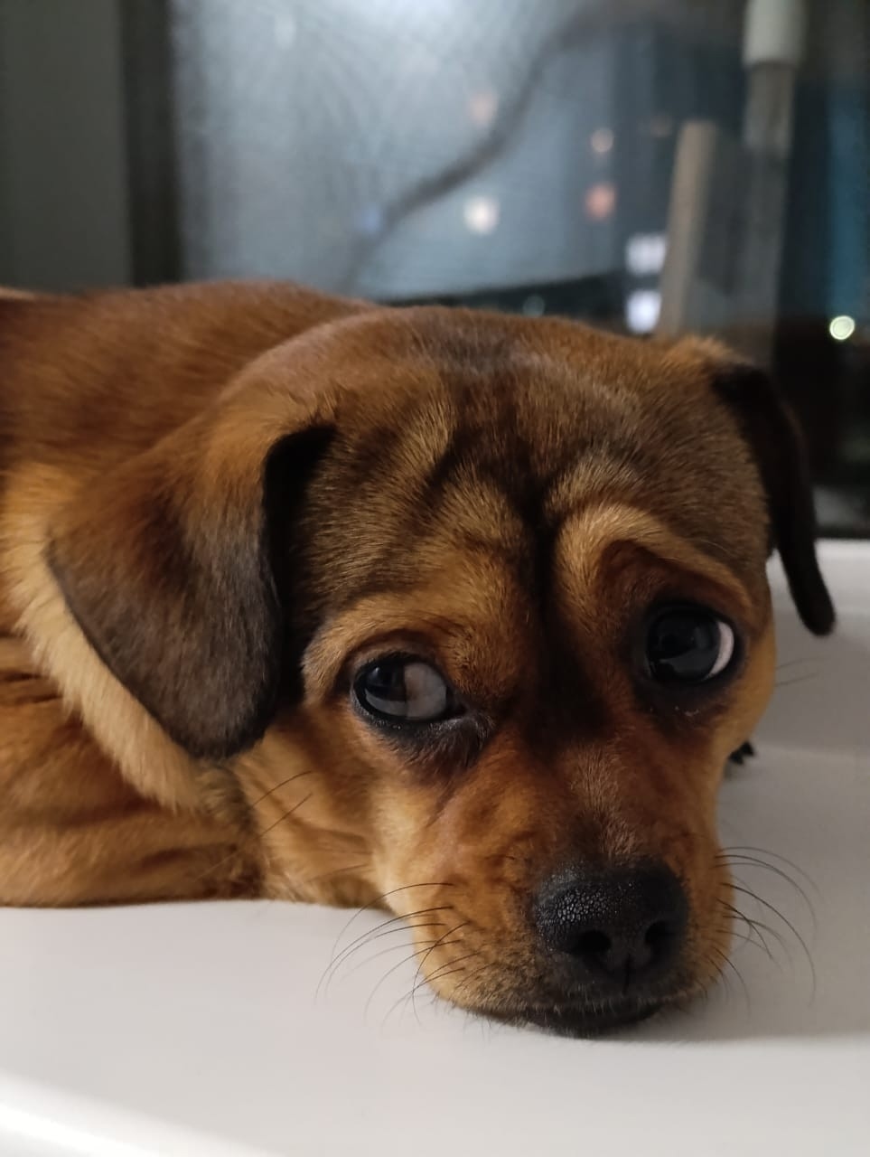 Пропала собака в Бердске — фото объявления