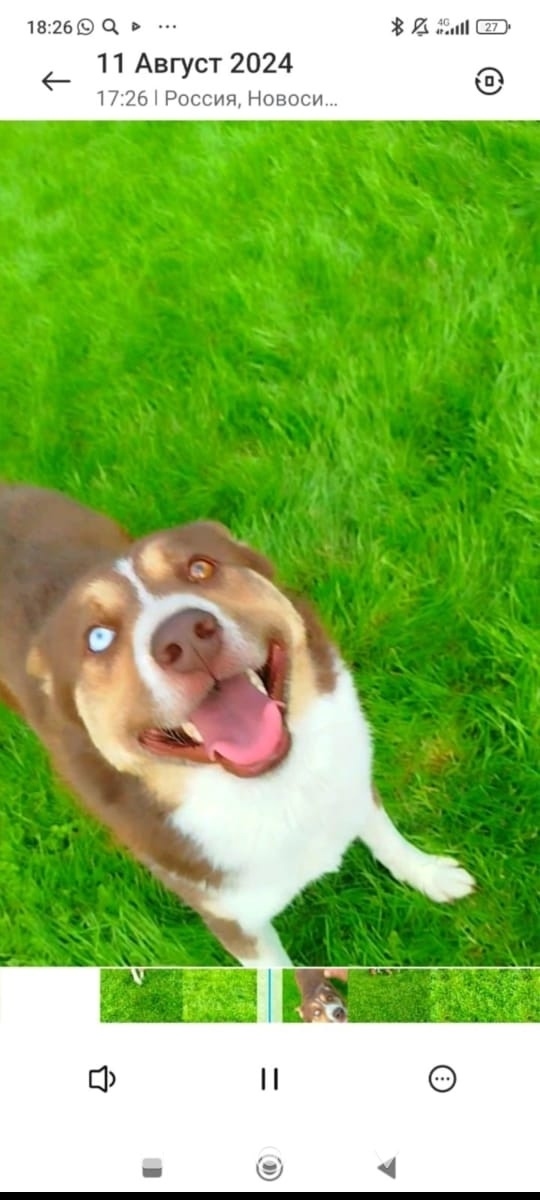 Пропала собака в Бердске — фото объявления