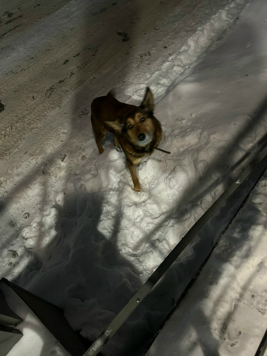 Пропала собака в Бердске — фото объявления