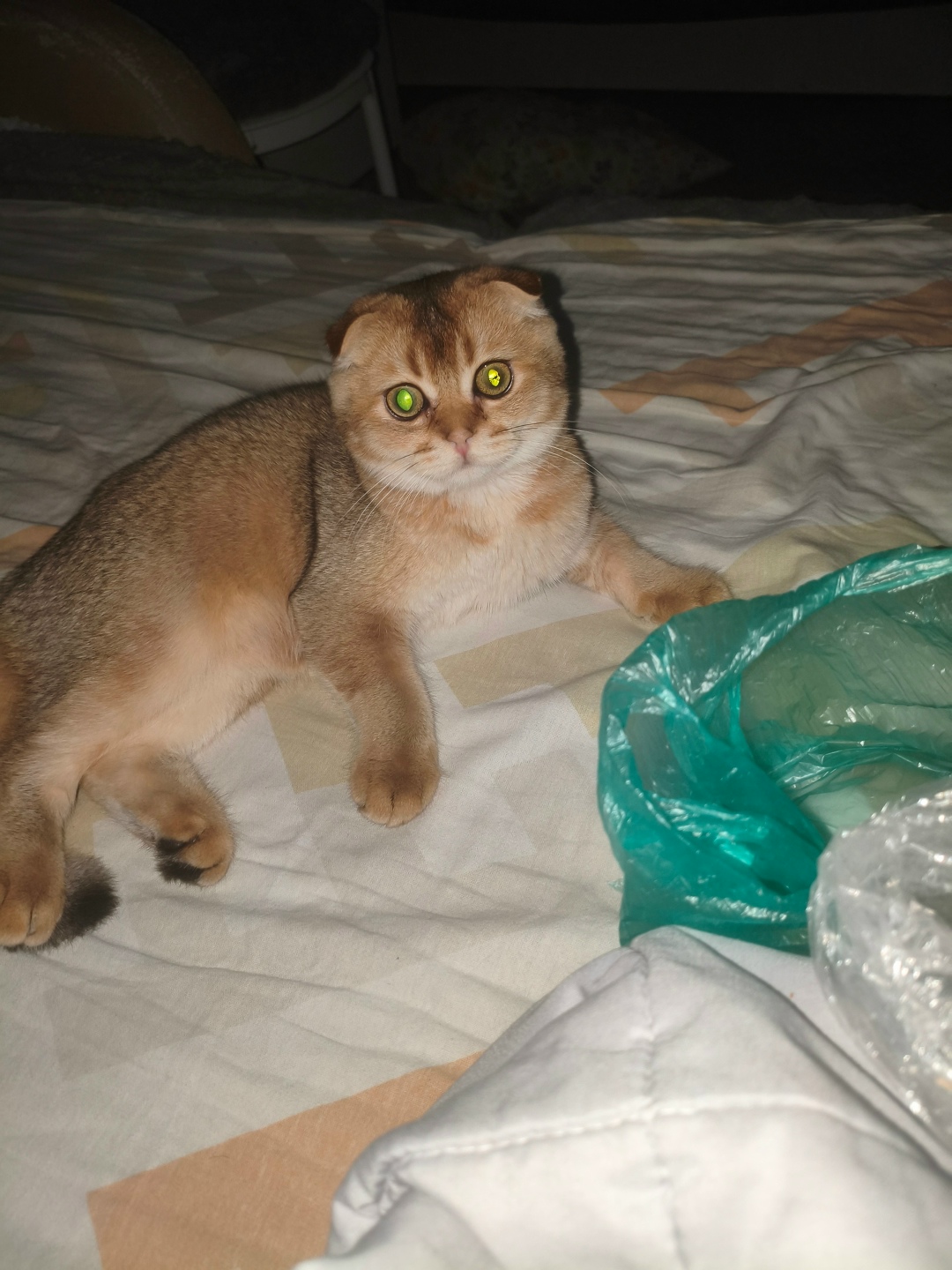 Пропала кошка в Лобне — фото объявления