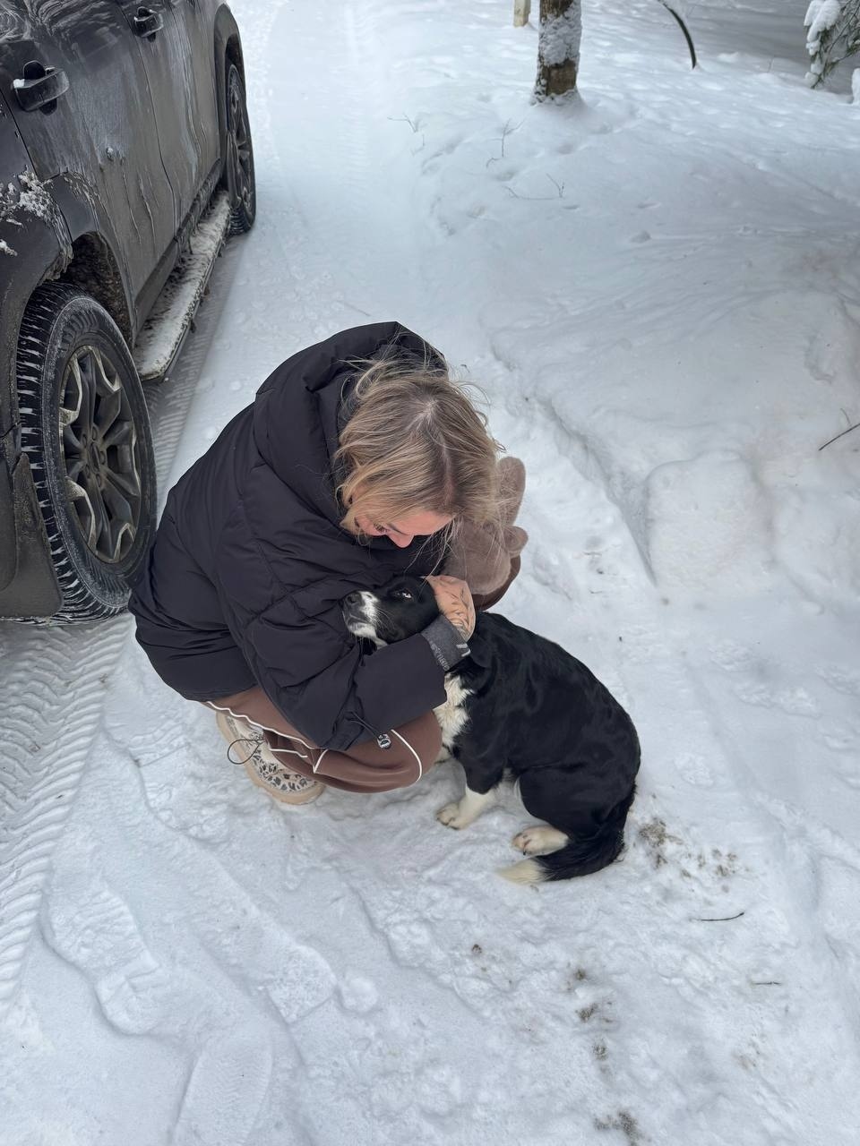 Найдена собака в Лобне — фото объявления