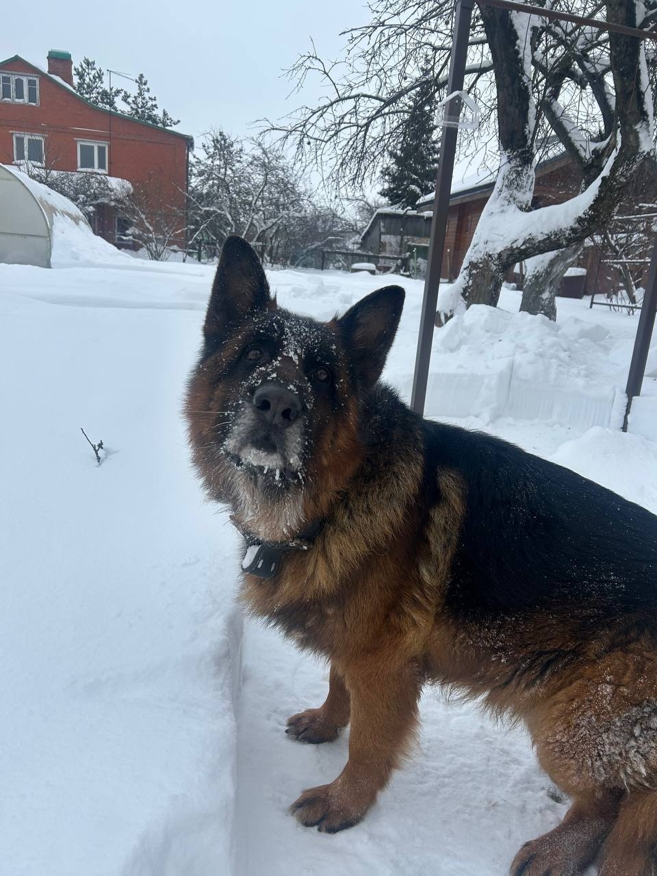 Найдена собака в Лобне — фото объявления