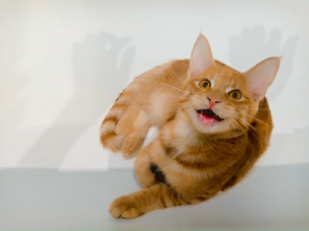 Пропала кошка в Лобне — фото объявления