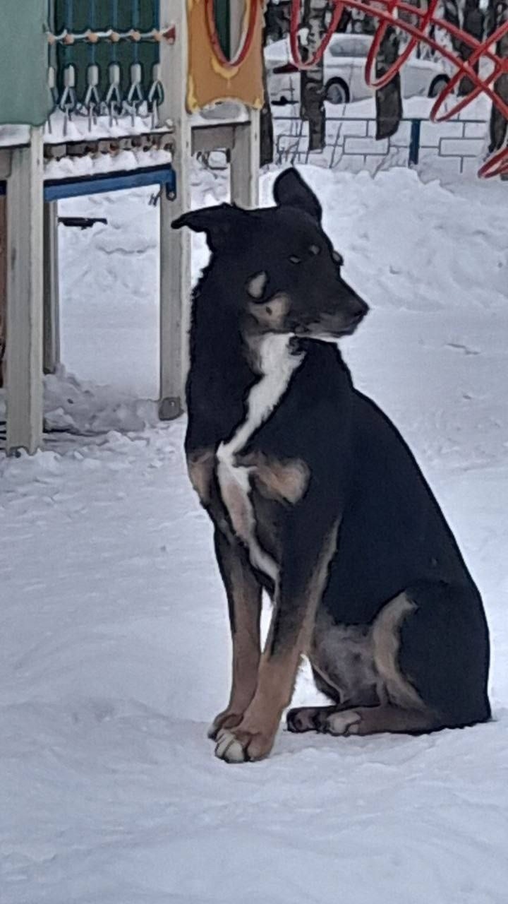 Пропала собака в Лобне — фото объявления