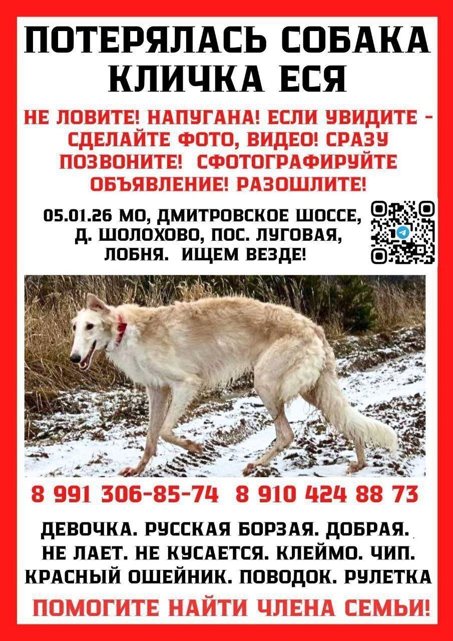 Пропала собака в Лобне — фото объявления