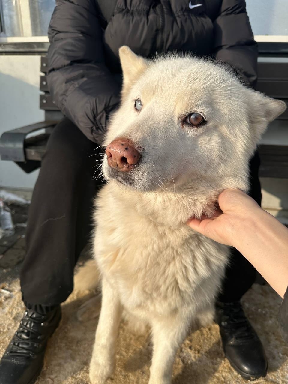 Найдена собака в Лобне — фото объявления