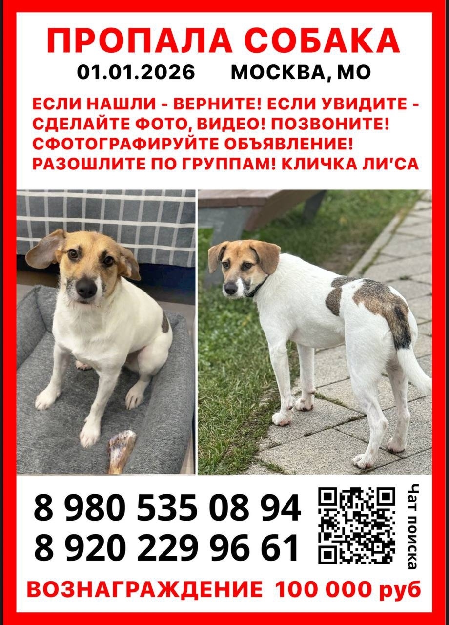 Пропала собака в Лобне — фото объявления