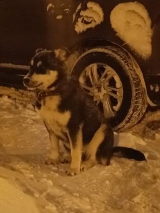 Пропала собака в Лобне — фото объявления