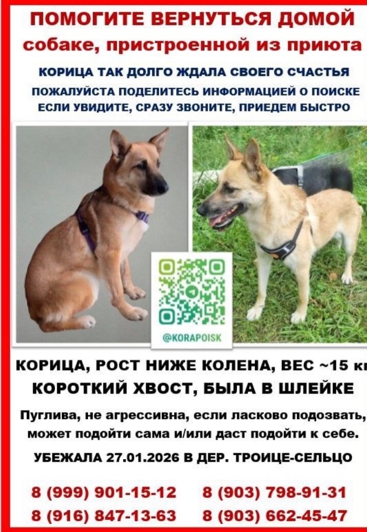 Пропала собака в Лобне — фото объявления