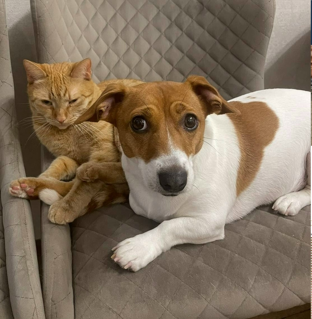 Пропала собака в Лобне — фото объявления