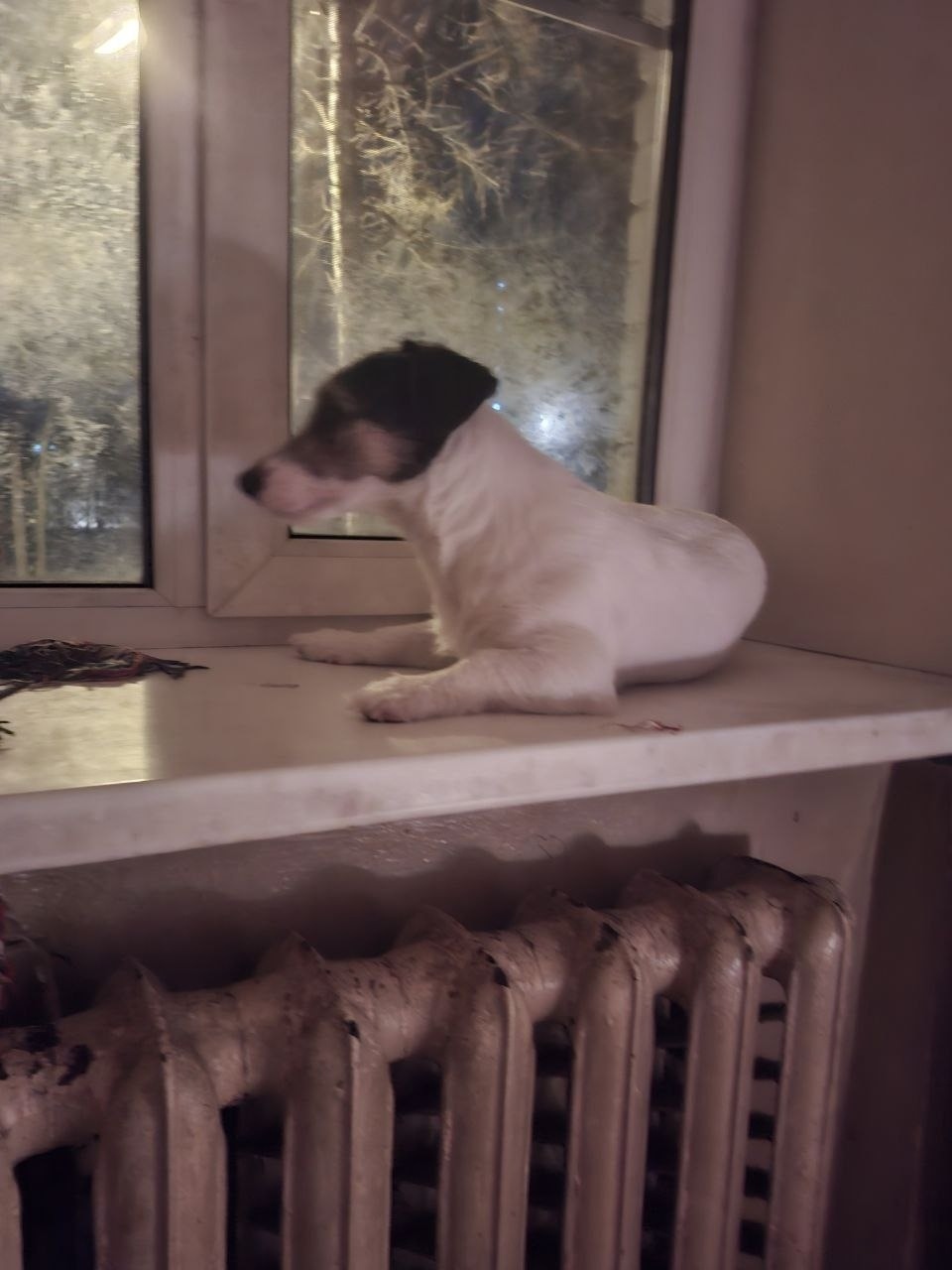 Пропала собака в Лобне — фото объявления