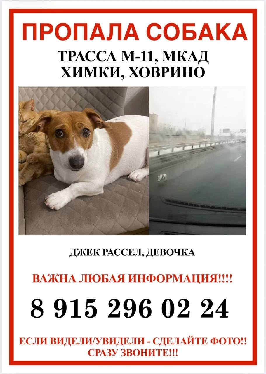 Пропала собака в Лобне — фото объявления