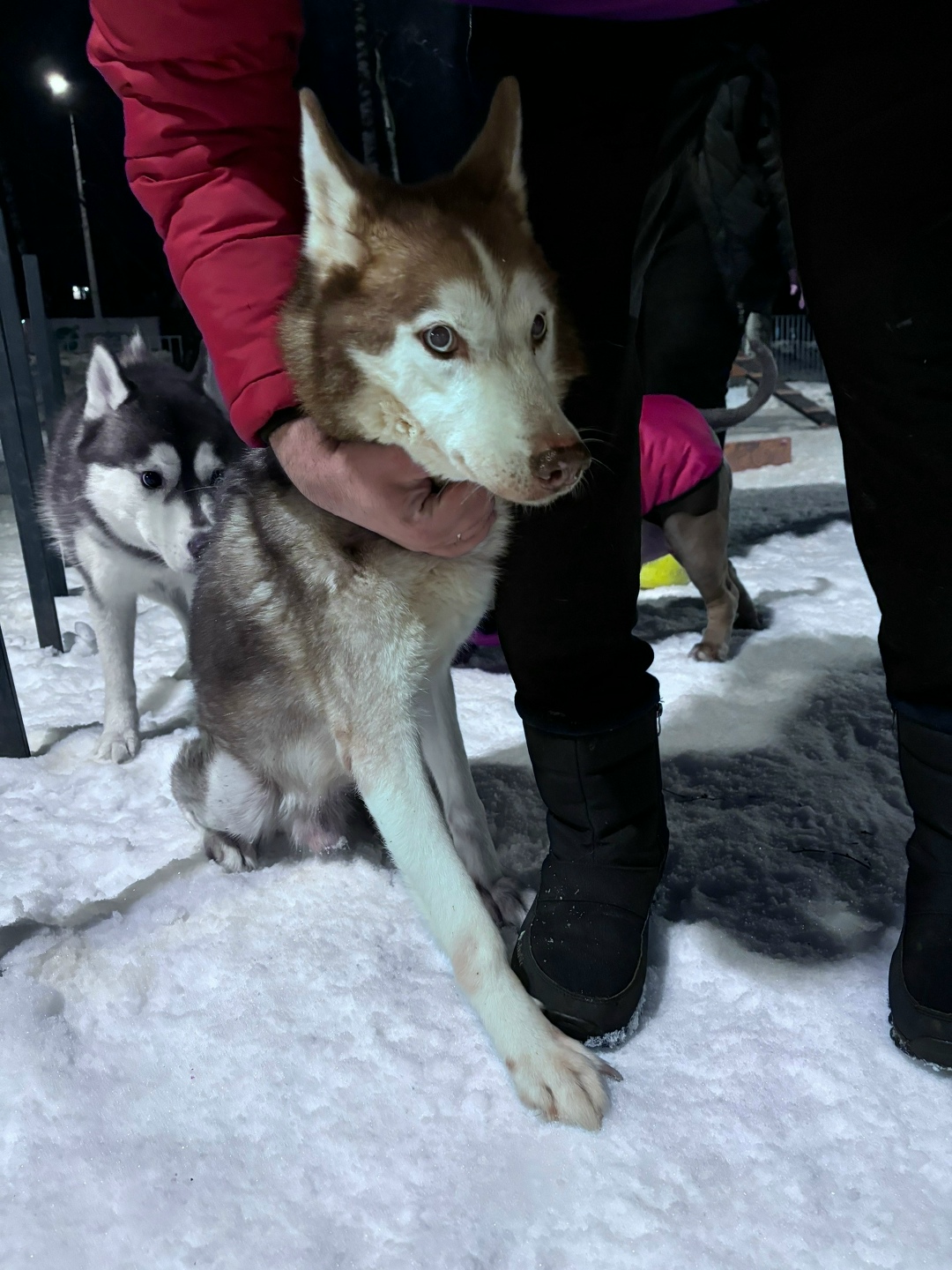Пропала собака в Лобне — фото объявления