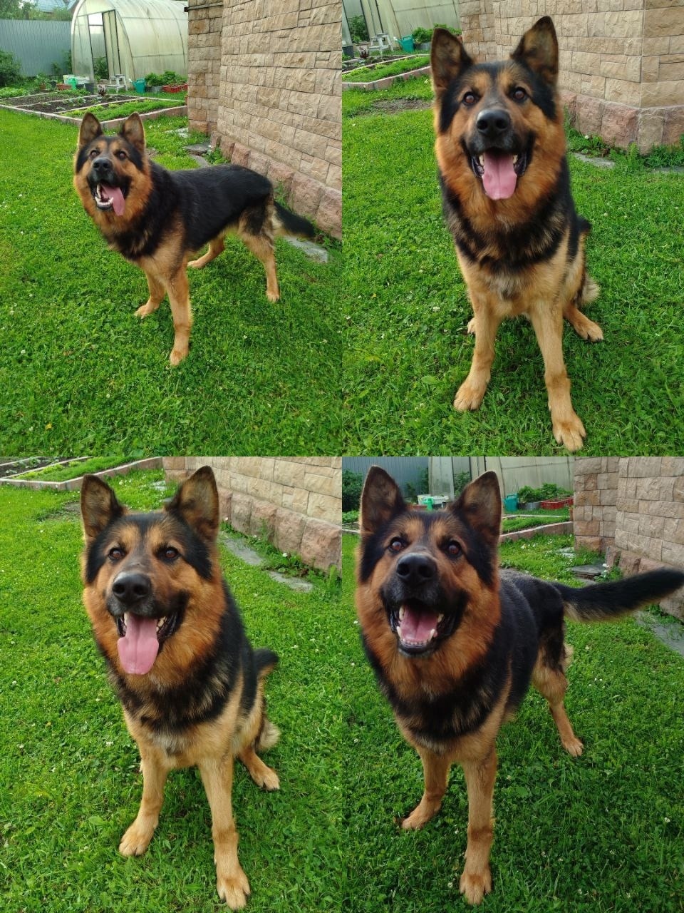 Пропала собака в Лобне — фото объявления