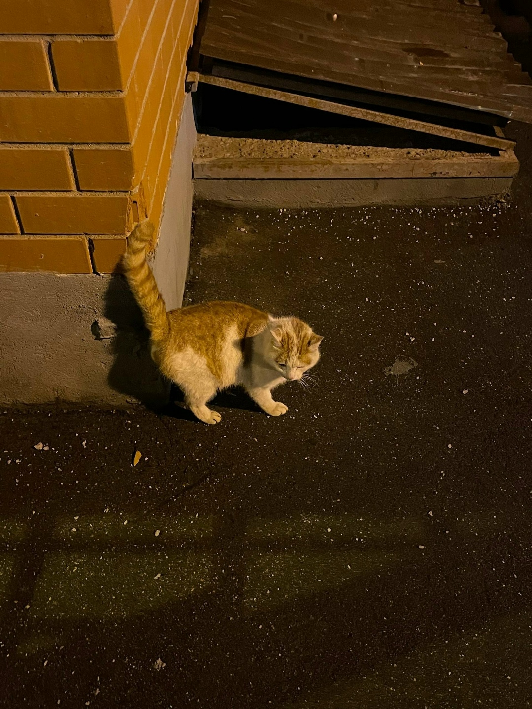 Пропала кошка в Лобне — фото объявления