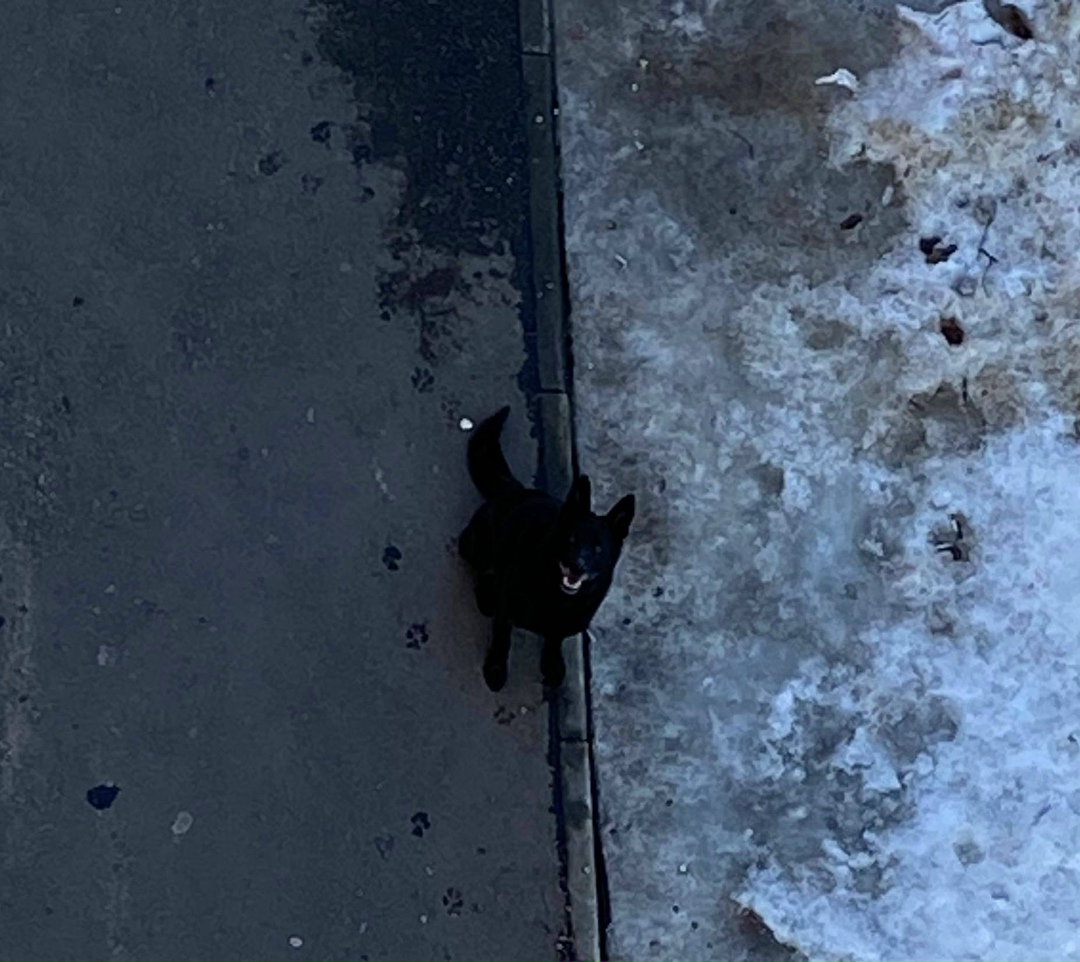 Пропала собака в Лобне — фото объявления