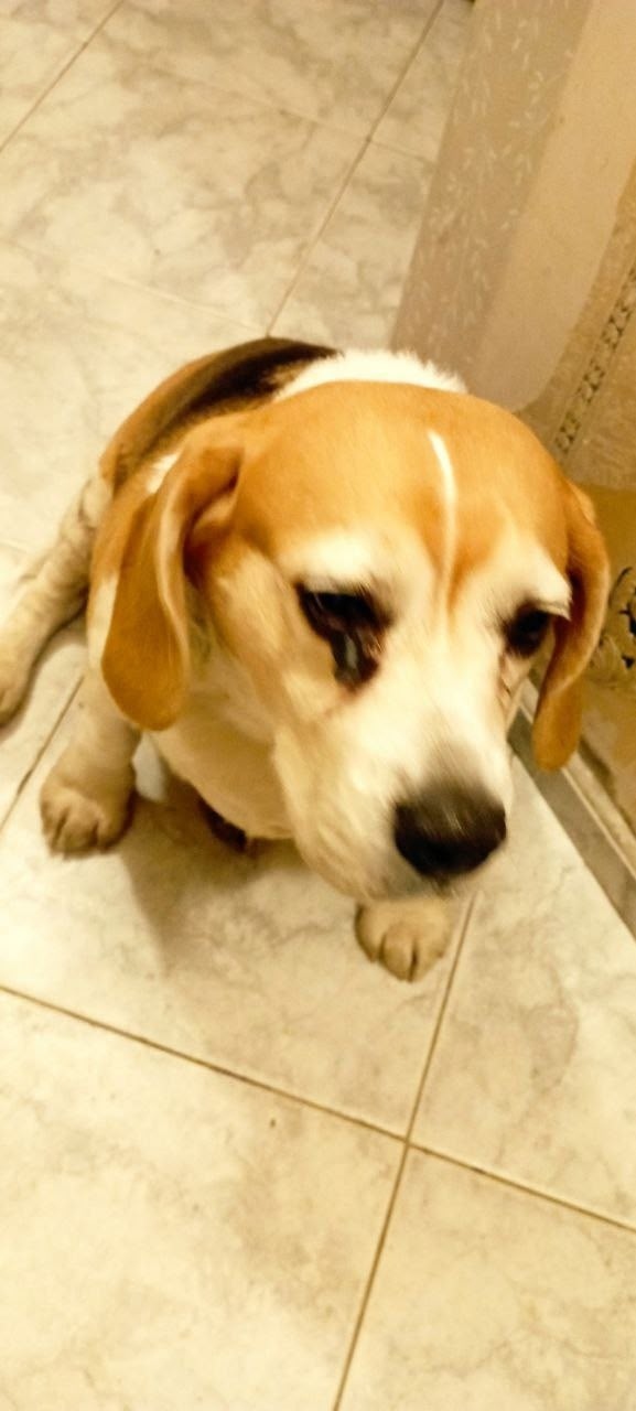 Найдена собака в Лобне — фото объявления